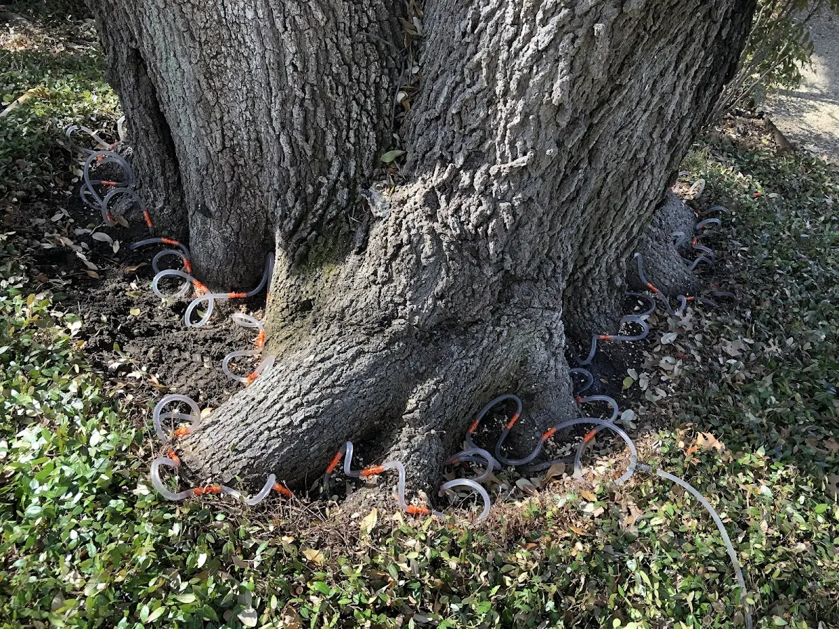 Detailed Tree Cabling and Bracing job site in Barboursville