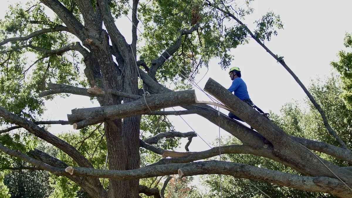 Professional Crown Thinning performed by certified arborists in Barboursville